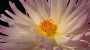 نماهنگ تصویری: روز مادر/ ای که با عشق، با هرچه خوبیست